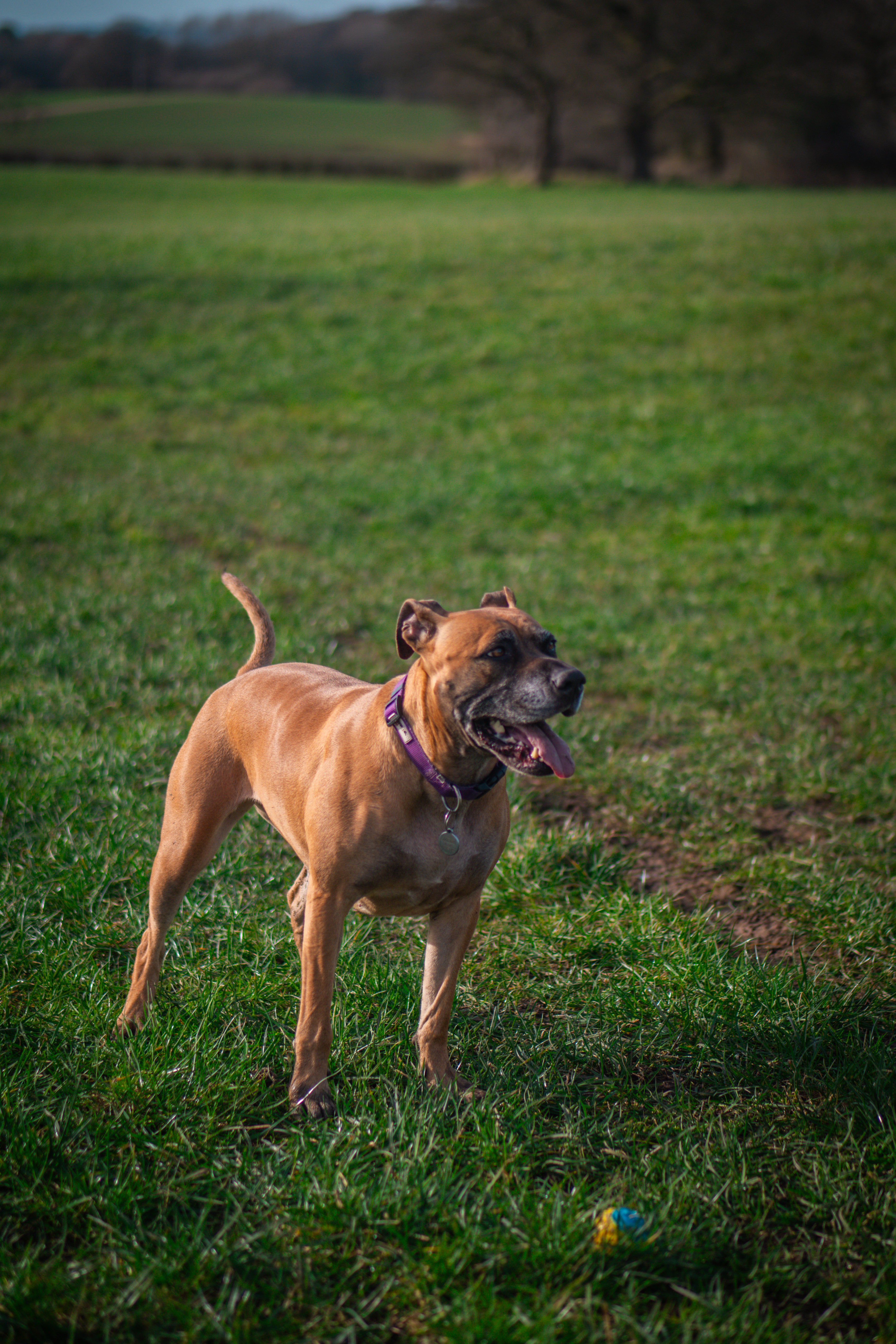 Dog enjoying the outdoors