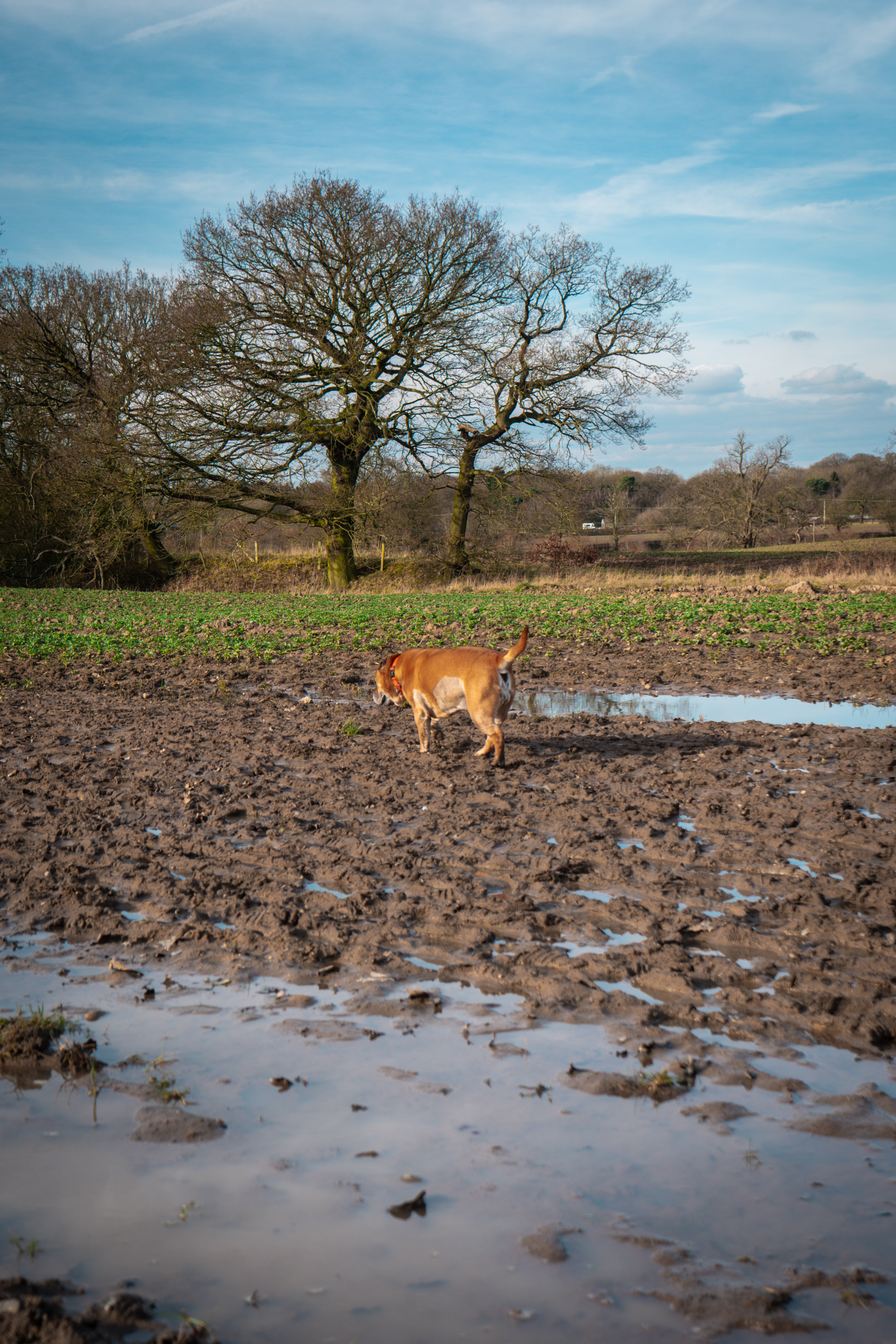 Dog enjoying playtime