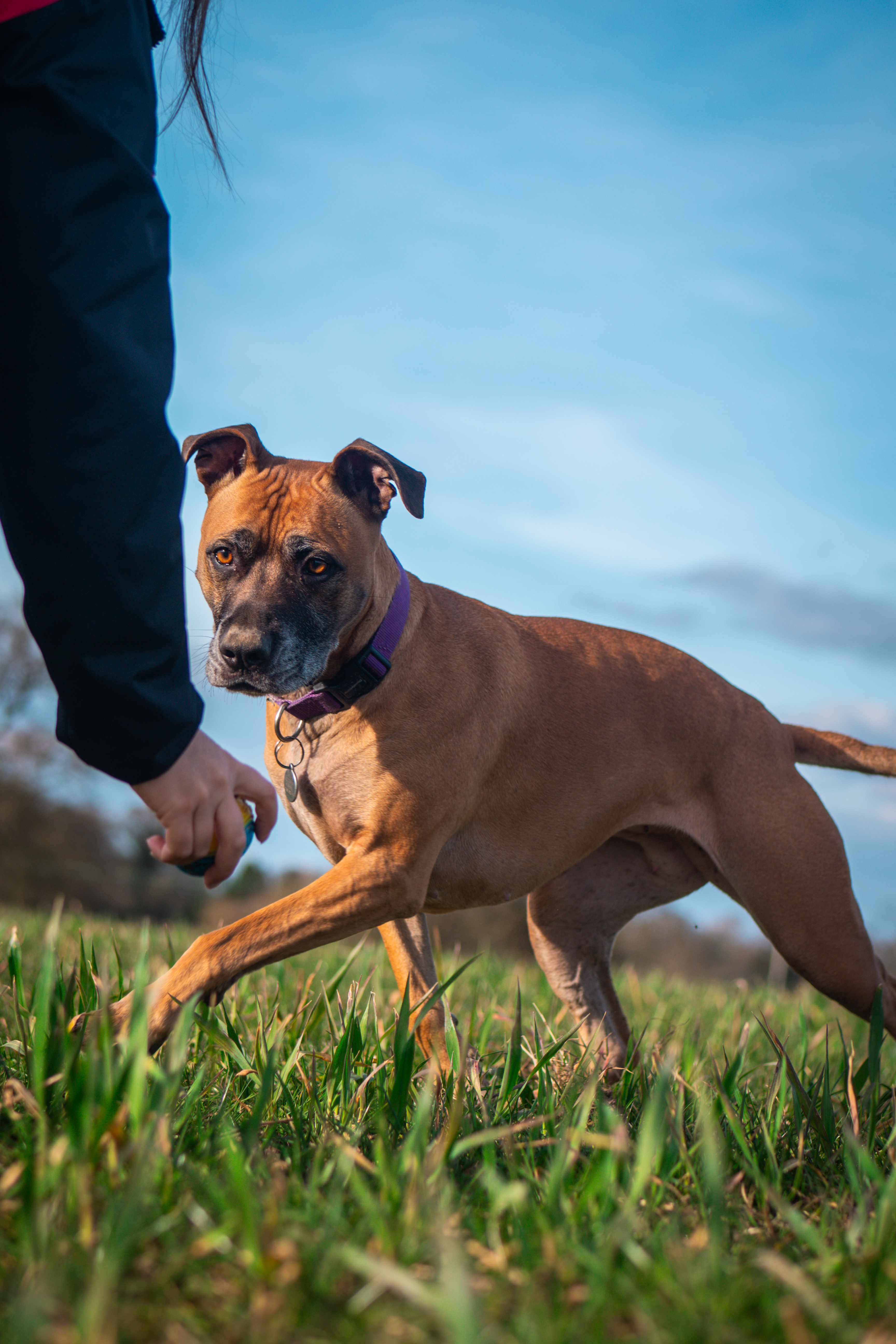 Happy dog on an adventure